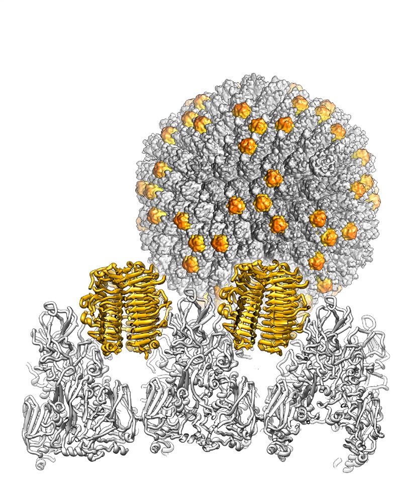snake adenovirus 1 virion