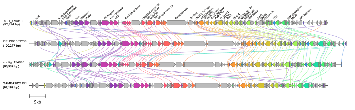Aoguangviridae genome