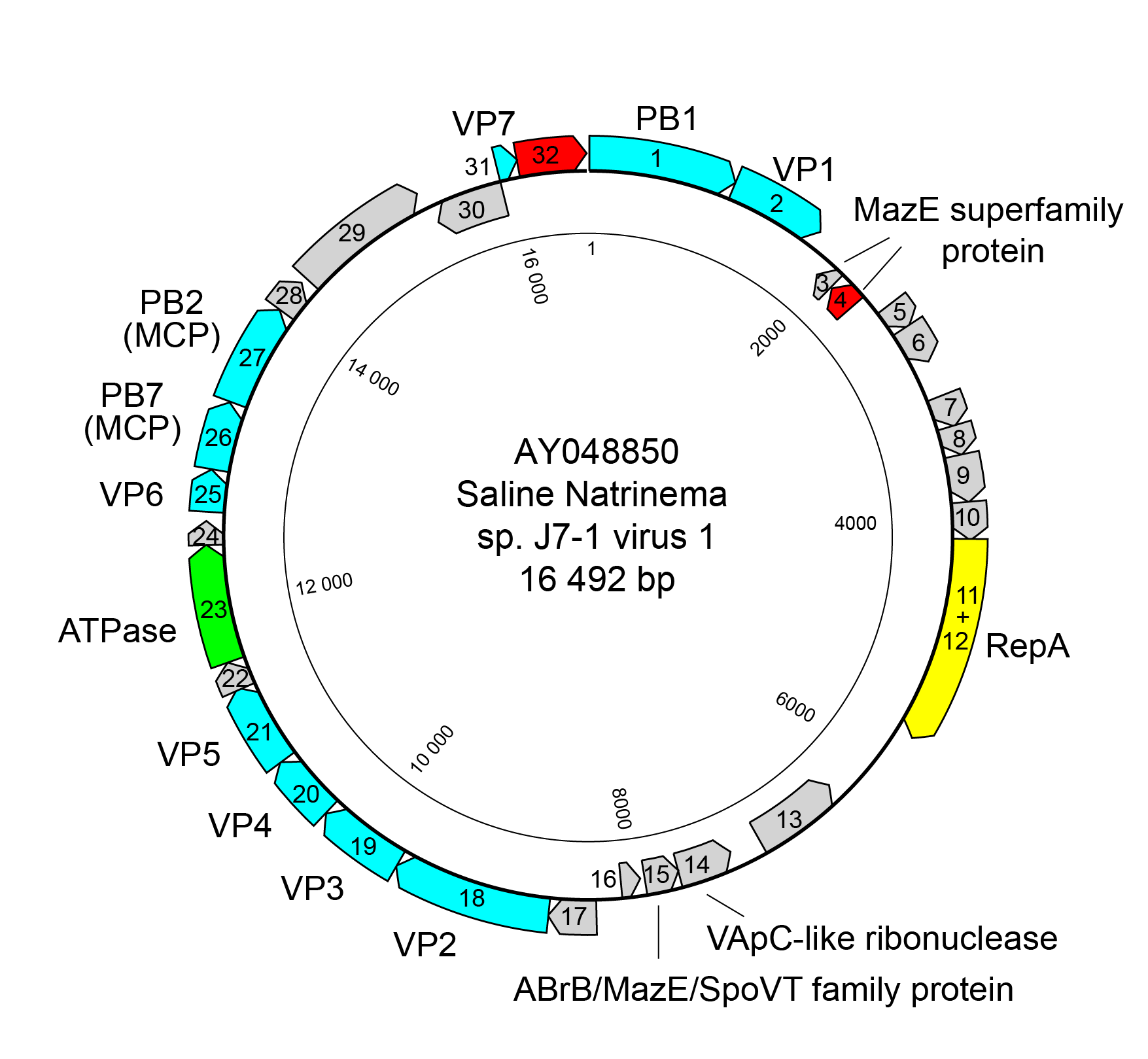 Simuloviridae Genome