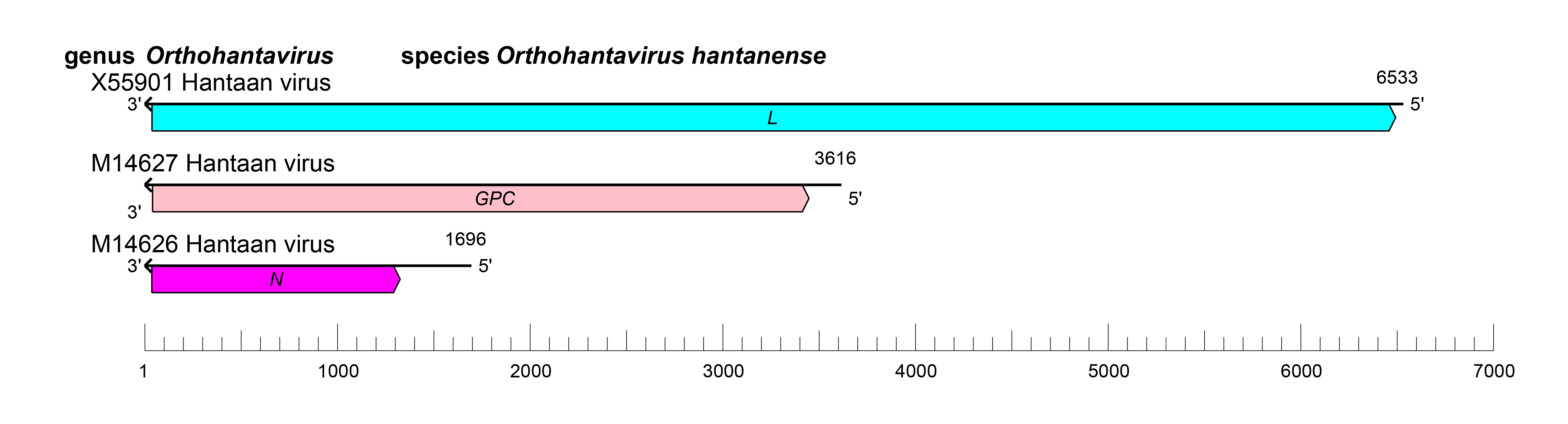 Hantaviridae