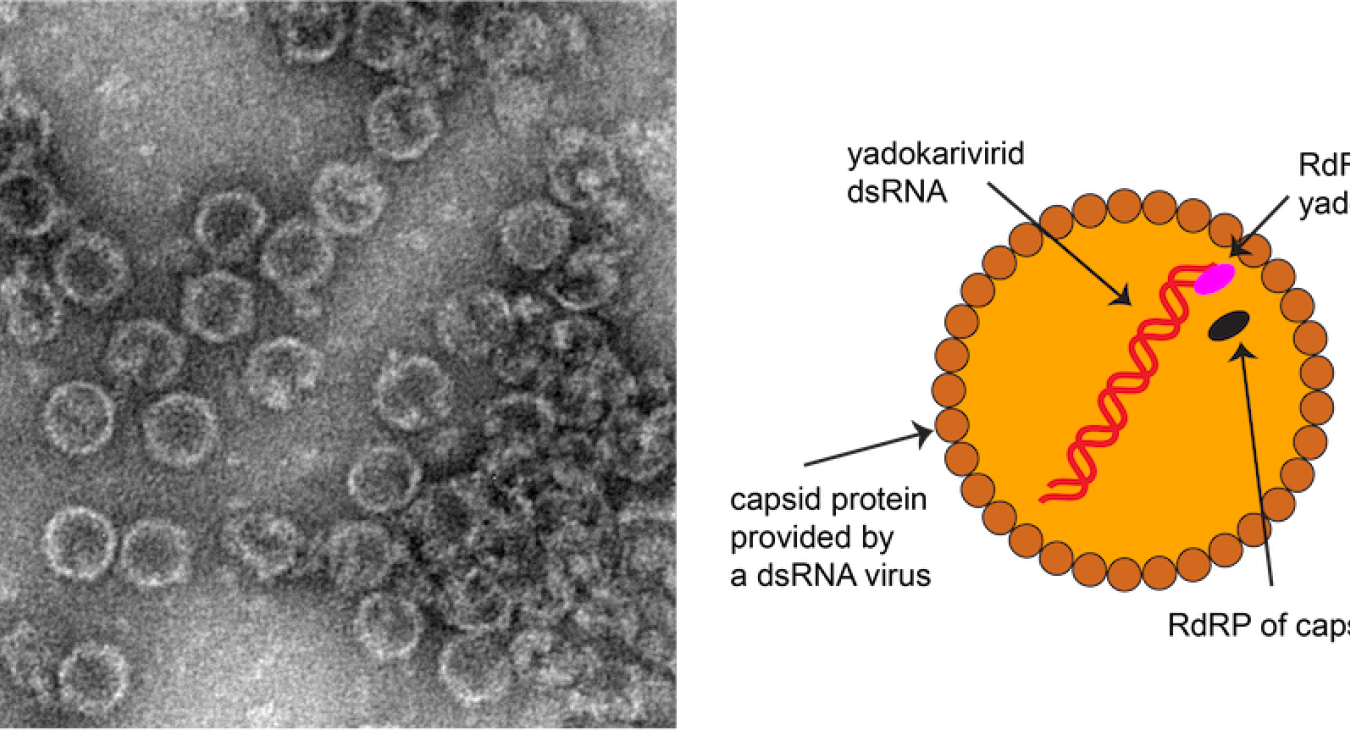 Yadokariviridae