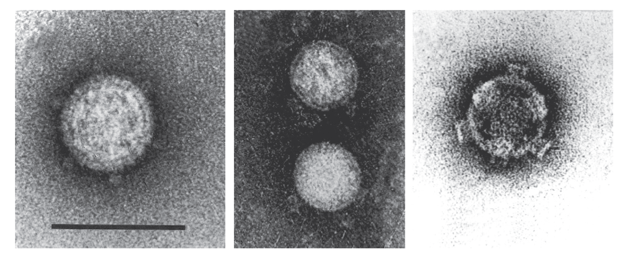 Figure 1.&nbsp;Fijivirus&nbsp;