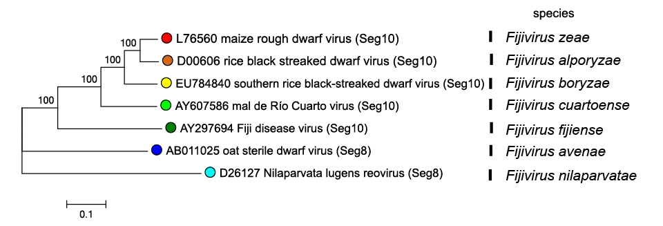 Fijivirus phylogeny