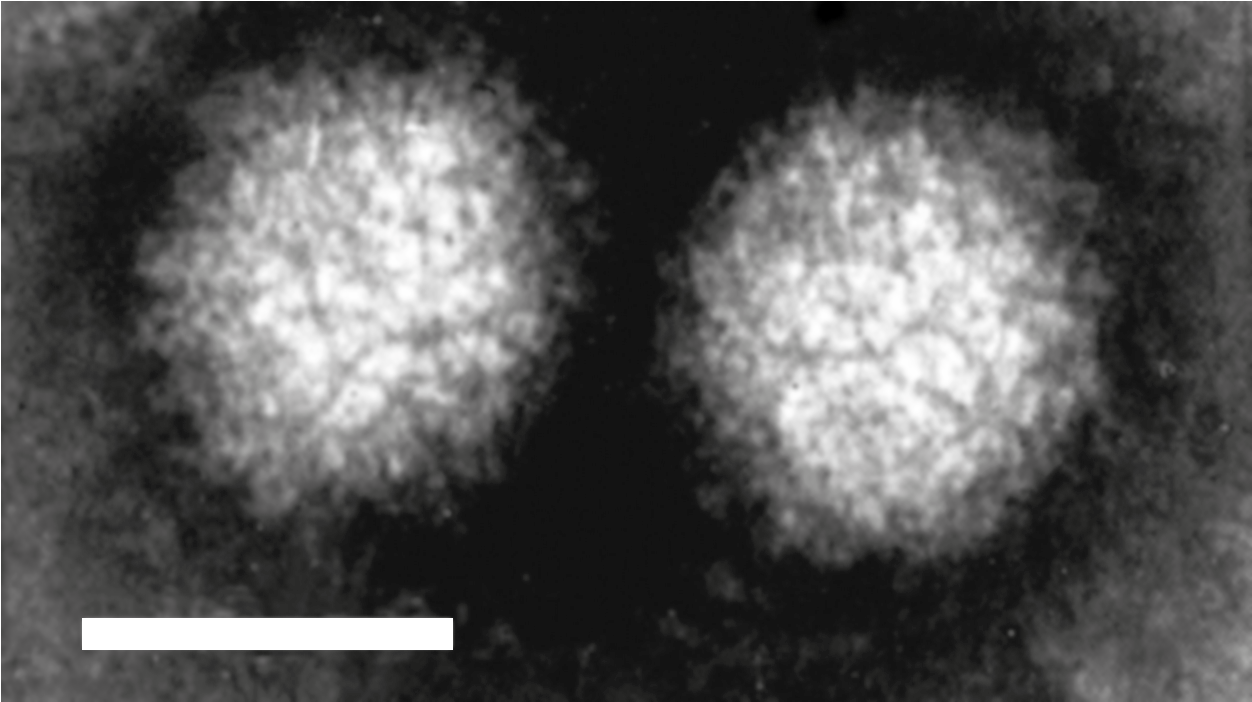 Figure 1.&nbsp;Coltivirus