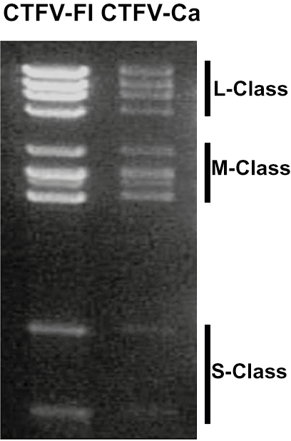 Figure 2.&nbsp;Coltivirus