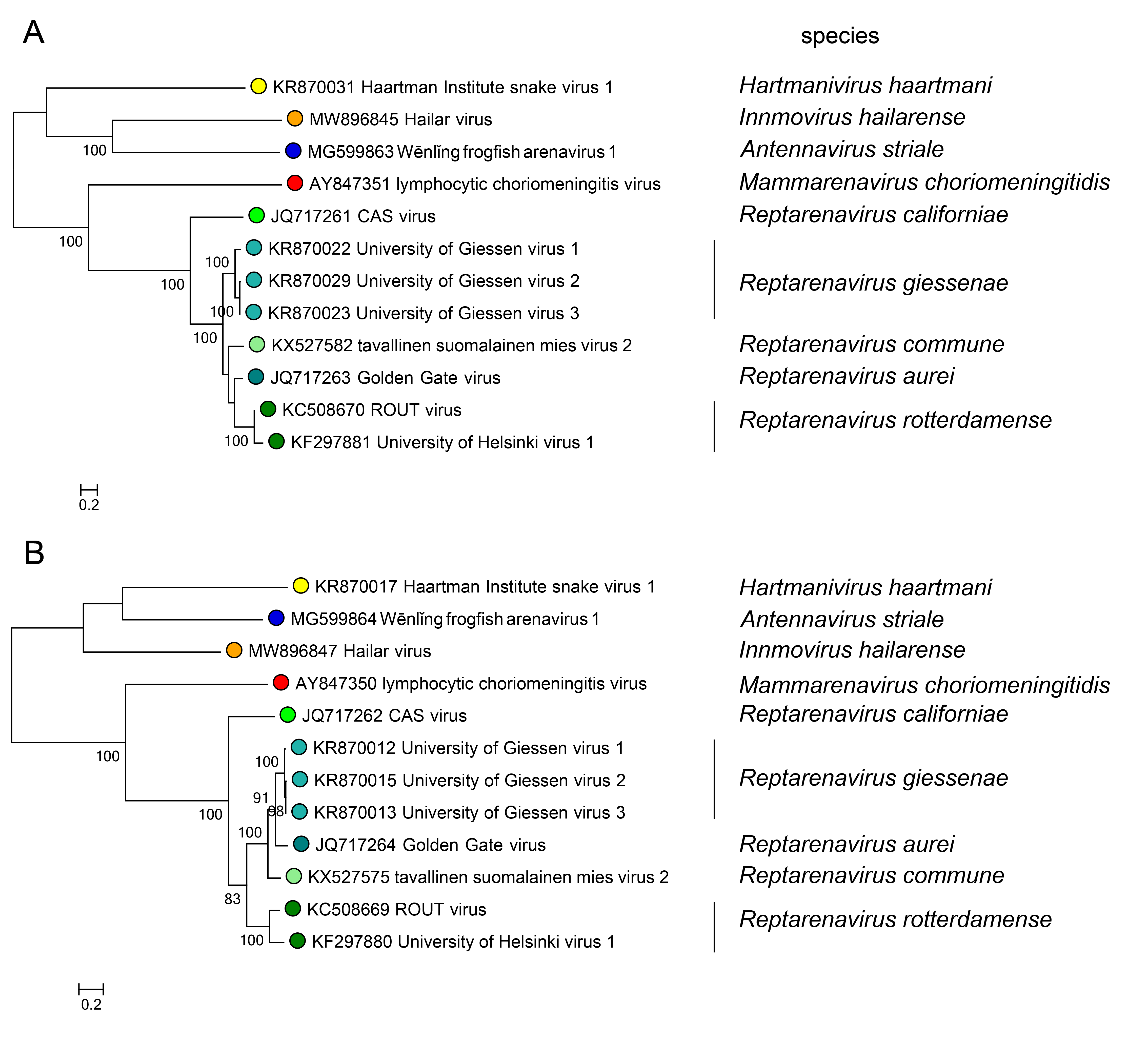 Reptarenavirus phylogeny