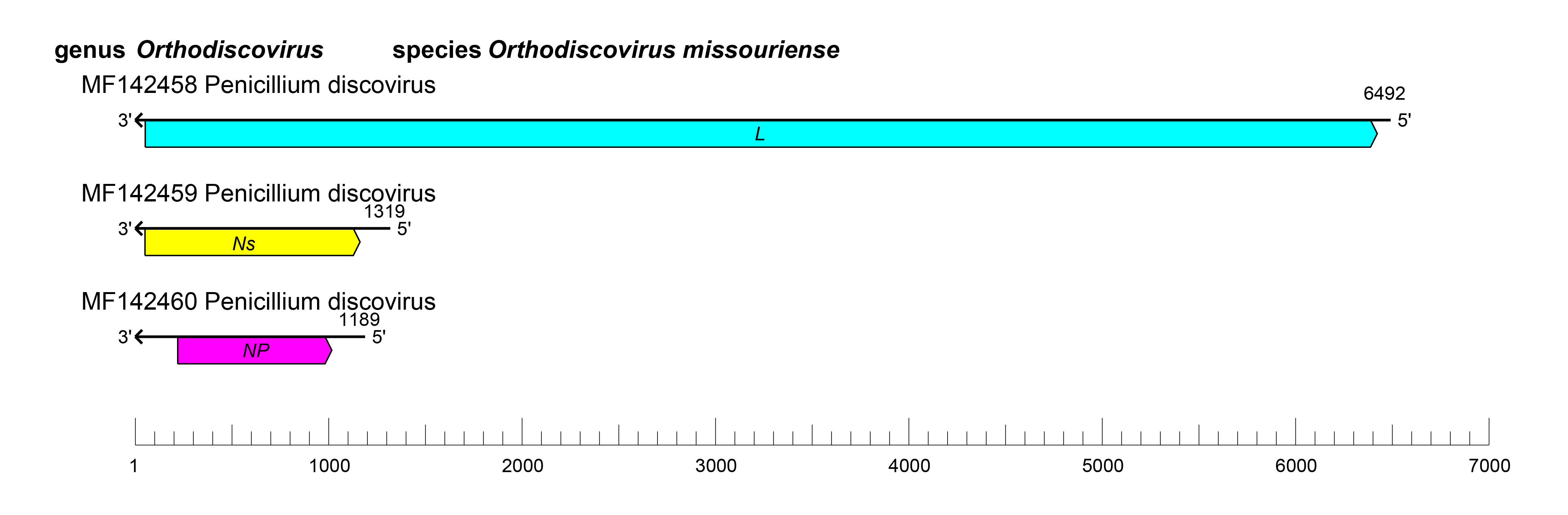 Discoviridae genome