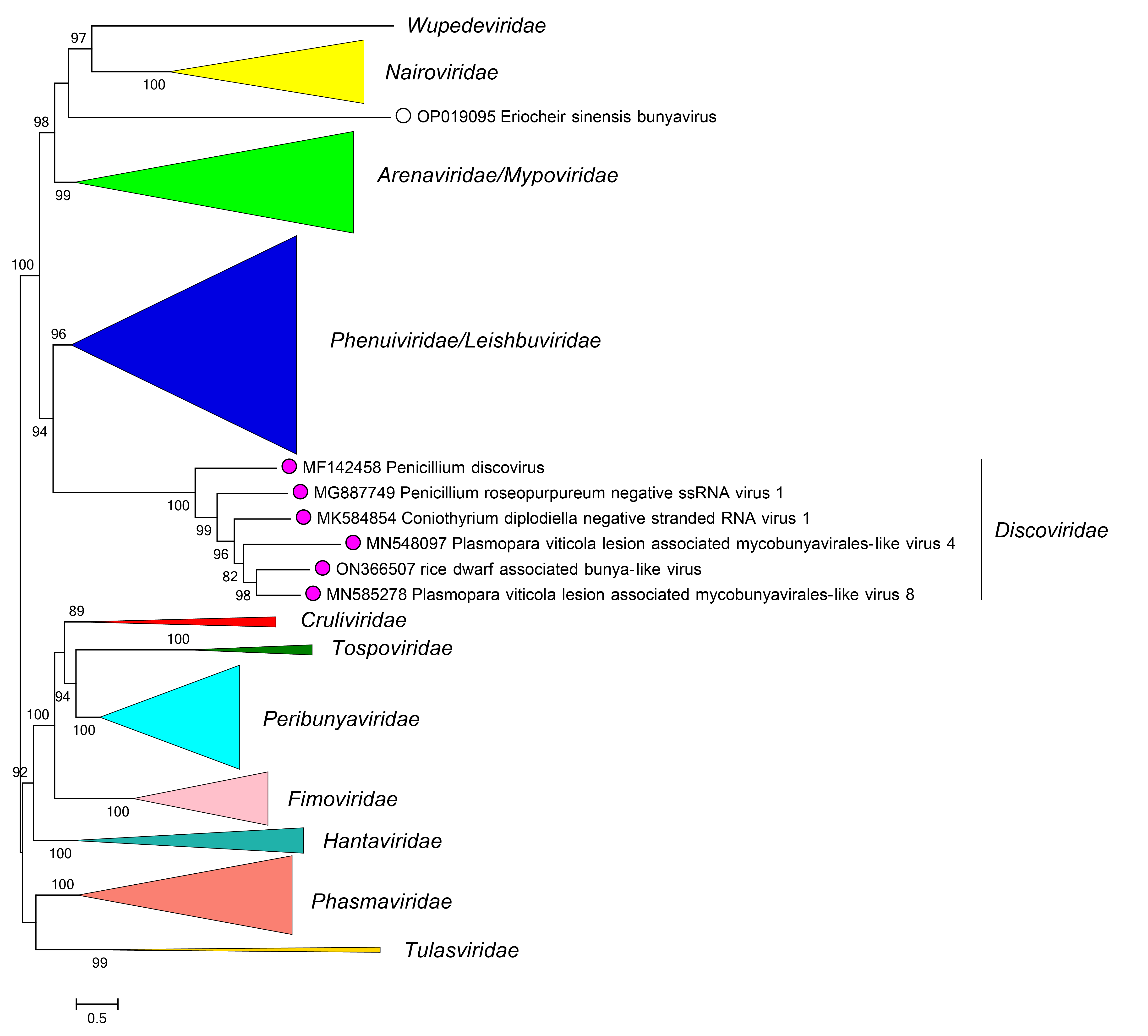 Discoviridae phylogeny