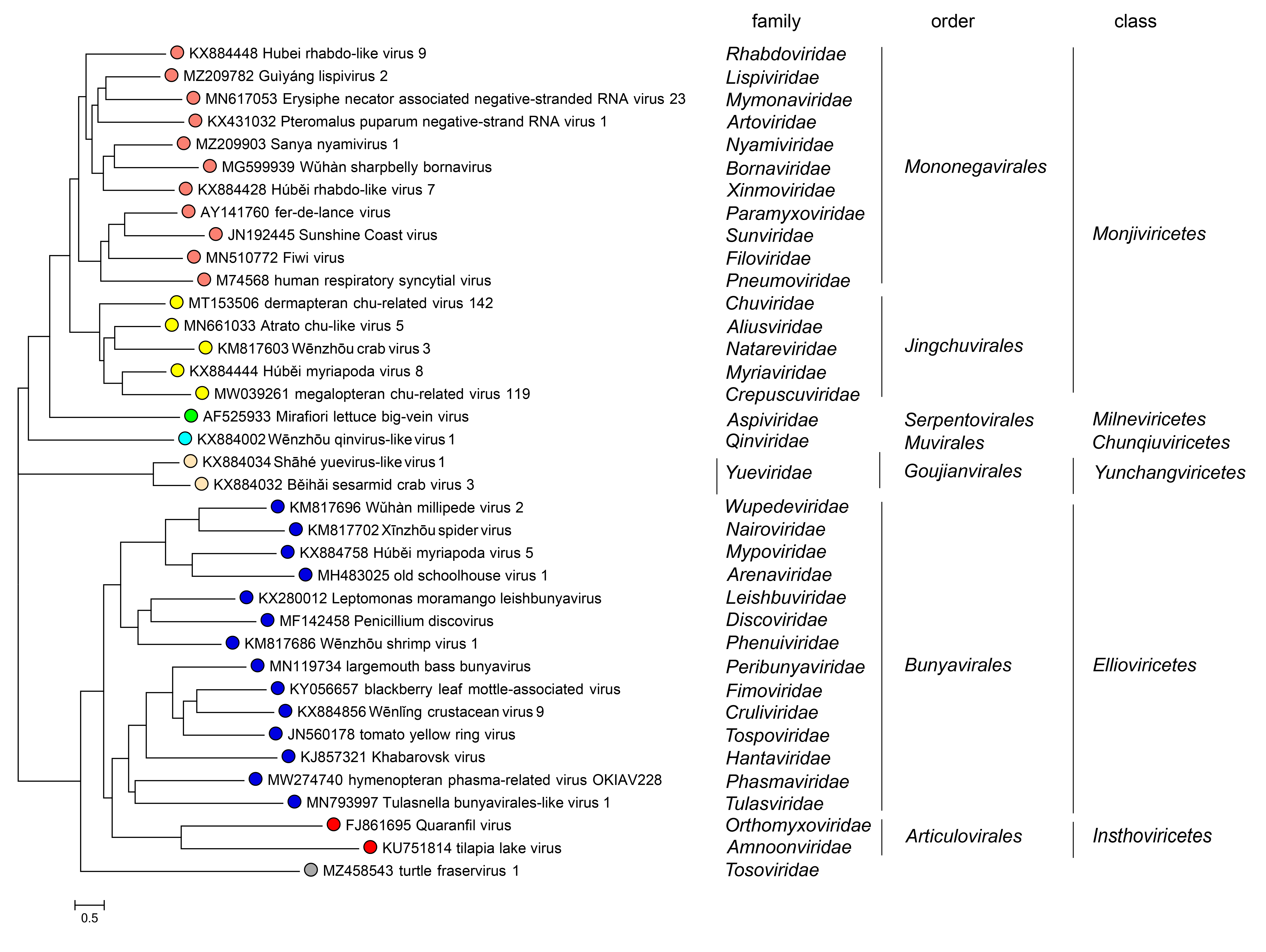 Yueviridae phylogeny
