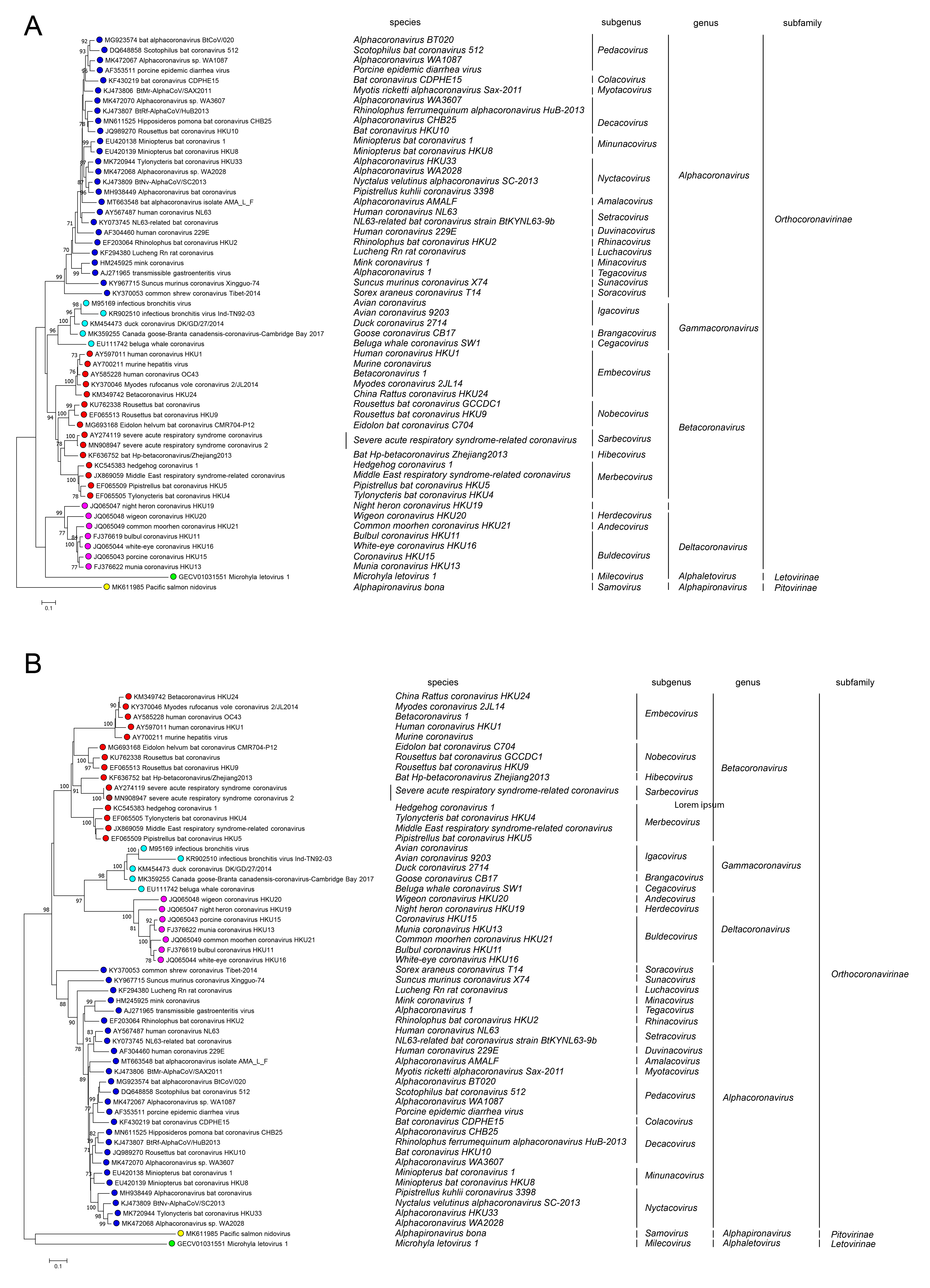 Coronaviridae: phylogenetic tree