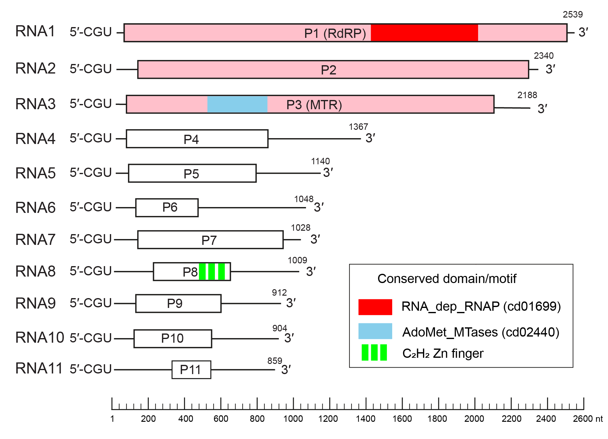 Hadakaviridae genome