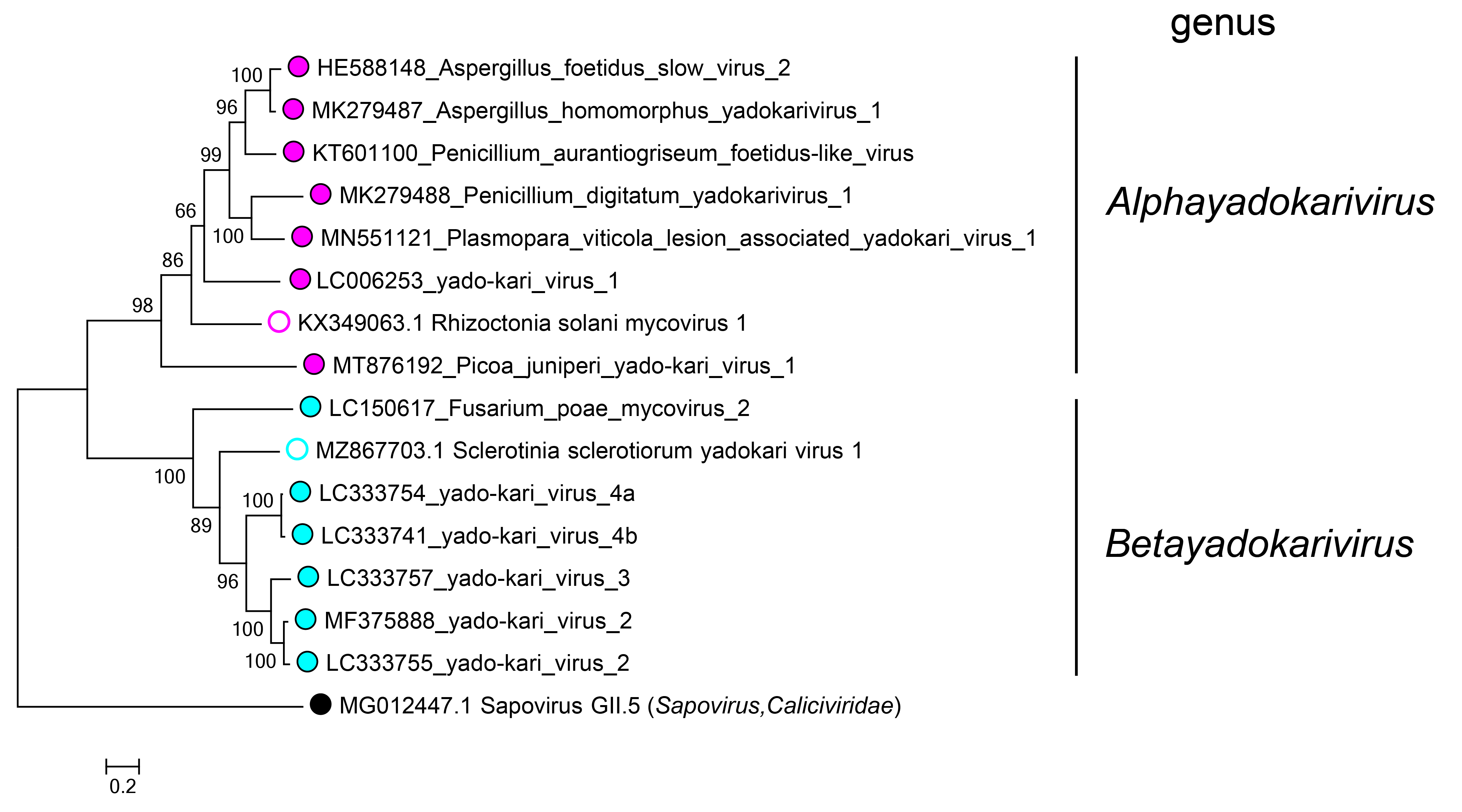 Yadokariviridae - phylogeny